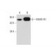 MAGE-B1 Antibody (B-4) - Western Blotting - Image 127791 