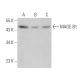 MAGE-B1 Antibody (B-4) - Western Blotting - Image 368938