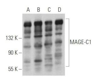 MAGE-C1 Antibody (G-6) - Western Blotting - Image 358985 