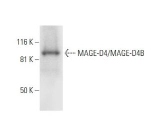 MAGE-D4/MAGE-D4B Antibody (E-7) - Western Blotting - Image 292991 