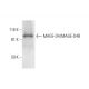 MAGE-D4/MAGE-D4B Antibody (E-7) - Western Blotting - Image 292991 