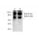 MAGE-D4/MAGE-D4B Antibody (E-7) - Western Blotting - Image 309523 