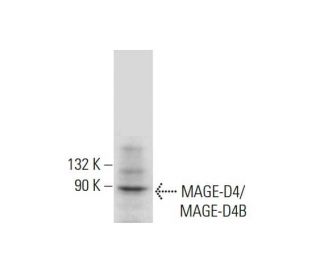 MAGE-D4/MAGE-D4B Antibody (F-3) - Western Blotting - Image 317948 