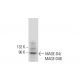 MAGE-D4/MAGE-D4B Antibody (F-3) - Western Blotting - Image 317948 