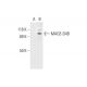 MAGE-D4/MAGE-D4B Antibody (H-9) - Western Blotting - Image 290983
