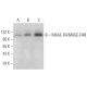MAGE-D4/MAGE-D4B Antibody (H-9) - Western Blotting - Image 373234 