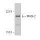MAGI-2 Antibody (6F5) - Western Blotting - Image 384274
