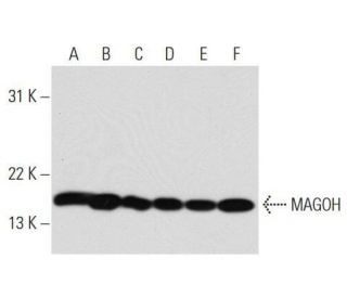 MAGOH Antibody (21B12) - Western Blotting - Image 14383 