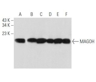 MAGOH Antibody (C-11) - Western Blotting - Image 358077 