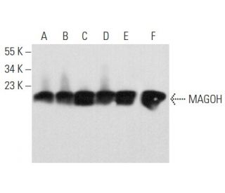 MAGOH Antibody (F-6) - Western Blotting - Image 358075 
