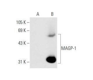 MAGP-1 Antibody (B-4) - Western Blotting - Image 66073 