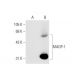 MAGP-1 Antibody (B-4) - Western Blotting - Image 66073 