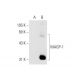 MAGP-1 Antibody (B-4) - Western Blotting - Image 66075