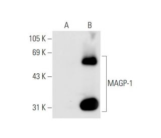 MAGP-1 Antibody (E-3) - Western Blotting - Image 66071 