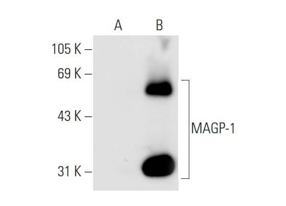 MAGP-1 Antibody (E-3) | SCBT - Santa Cruz Biotechnology