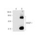 MAGP-1 Antibody (E-3) - Western Blotting - Image 66071 
