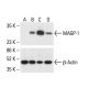 MAGP-1 Antibody (E-3) - Western Blotting - Image 411801