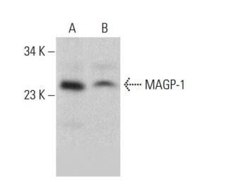 MAGP-1 Antibody (E-8) - Western Blotting - Image 383068 