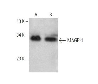 MAGP-1 Antibody (G-7) - Western Blotting - Image 346635 