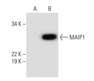 MAIP1 Antibody (D-12) - Western Blotting - Image 290065