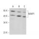 MAIP1 Antibody (D-12) - Western Blotting - Image 378045 