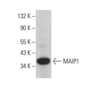 MAIP1 Antibody (D-12) - Western Blotting - Image 381312 