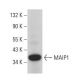 MAIP1 Antibody (D-12) - Western Blotting - Image 381312 