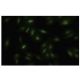 MAK Antibody (JK-10) - Immunofluorescence - Image 35564