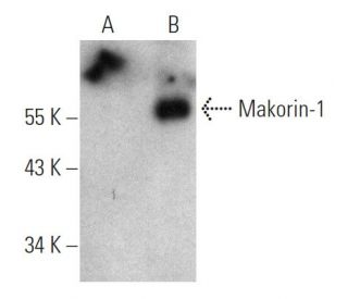 Makorin-1 Antibody (C-8) - Western Blotting - Image 366618 