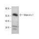 Makorin-1 Antibody (C-8) - Western Blotting - Image 380560 