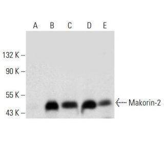 Makorin-2 Antibody (C-5) - Western Blotting - Image 317976 