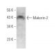 Makorin-2 Antibody (C-5) - Western Blotting - Image 372069