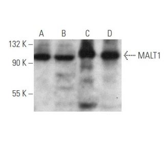 western blotting image from recommended MALT1 (D-1) monoclonal antibody replacement. Image 354767