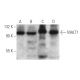 This polyclonal antibody has been discontinued. See our recommended <a href="malt1-antibody-d-1">MALT1 (D-1)</a> monoclonal antibody (sample data shown). western blotting image from recommended MALT1 (D-1) monoclonal antibody replacement. Image 354767