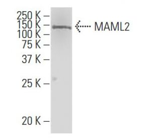 MAML2 Antibody (G-07) - Western Blotting - Image 34153