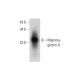 Mammaglobin A Antibody (D-7) - Western Blotting - Image 304348 