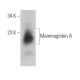 Mammaglobin A Antibody (D-7) - Western Blotting - Image 372797 