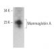 Mammaglobin A Antibody (D-7) - Western Blotting - Image 372838
