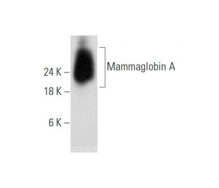 Mammaglobin A Antibody (F-5) - Western Blotting - Image 344468