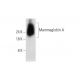 Mammaglobin A Antibody (F-5) - Western Blotting - Image 344468