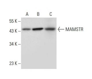 MAMSTR Antibody (C-8) - Western Blotting - Image 308104