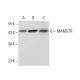 MAMSTR Antibody (C-8) - Western Blotting - Image 308104