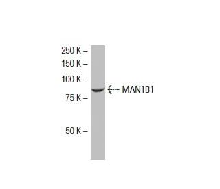 MAN1B1 Antibody (30-Y) - Western Blotting - Image 33916 