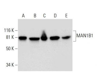 MAN1B1 Antibody (E-10) - Western Blotting - Image 294102 