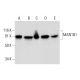MAN1B1 Antibody (E-10) - Western Blotting - Image 294102 