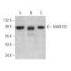 MAN1B1 Antibody (E-10) - Western Blotting - Image 365737 