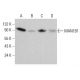 MAN1B1 Antibody (E-10) - Western Blotting - Image 384323