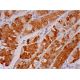 MAN2A1 Antibody (53FC3) - Immunohistochemistry - Image 293423
