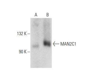 MAN2C1 Antibody (G-8) - Western Blotting - Image 129307 