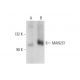MAN2C1 Antibody (G-8) - Western Blotting - Image 129307 